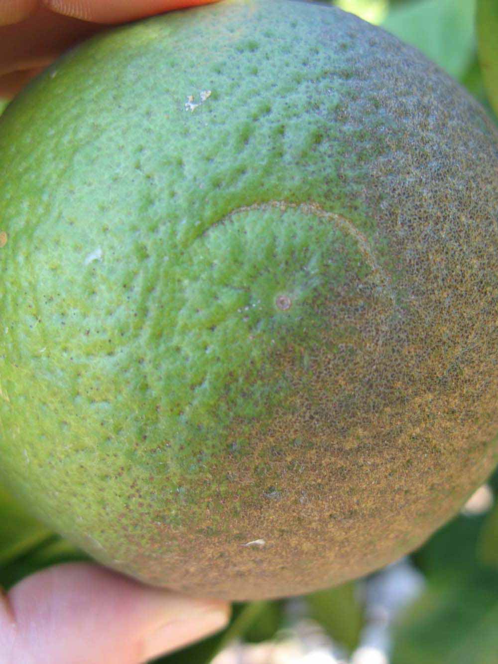            Immature fruit (Winter Haven, FL)   